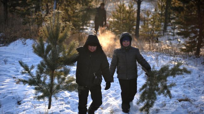 Мужчины в лесу со срубленными елками Мужчины в лесу со срубленными елками