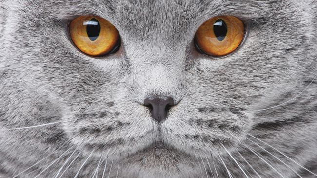 Британский кот Британский кот