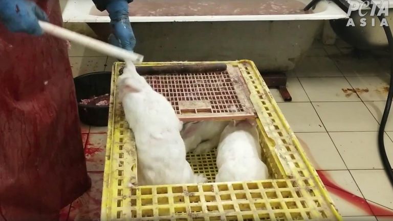 Видеокадры расследования международной организации PETA на российских зверофермах