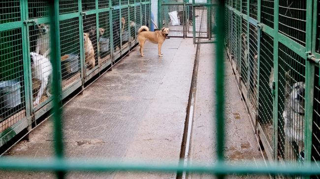 Собаки в вольерах на территории приюта для бездомных животных Собаки в вольерах на территории приюта для бездомных животных