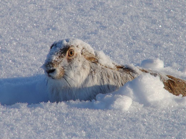 Снежный русак