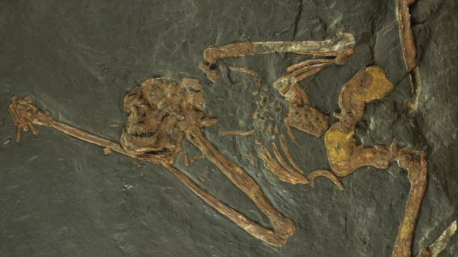Плита с фрагментами скелета Oreopithecus bambolii Плита с фрагментами скелета Oreopithecus bambolii