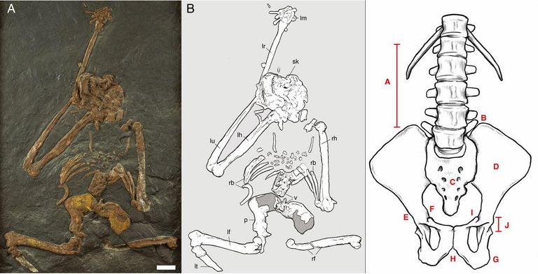 Oreopithecus bambolii. Скелет и реконструкция туловища Oreopithecus bambolii. Скелет и реконструкция туловища