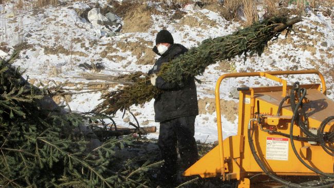 Рабочий комплекса по переработке и утилизации твердых бытовых отходов занимается утилизацией новогодних елок Рабочий комплекса по переработке и утилизации твердых бытовых отходов занимается утилизацией новогодних елок