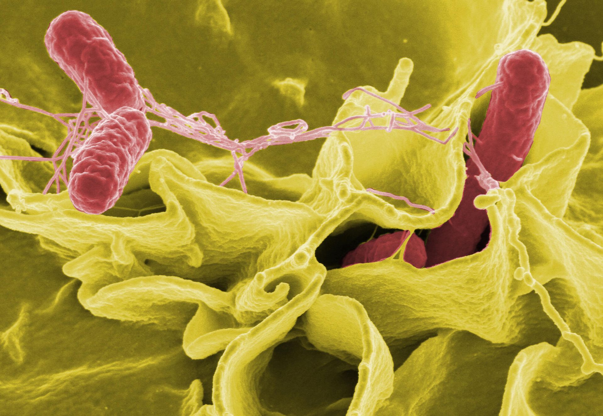 Бактерия Salmonella typhimurium (красного цвета) Бактерия Salmonella typhimurium (красного цвета) - РИА Новости, 1920, 15.10.2025