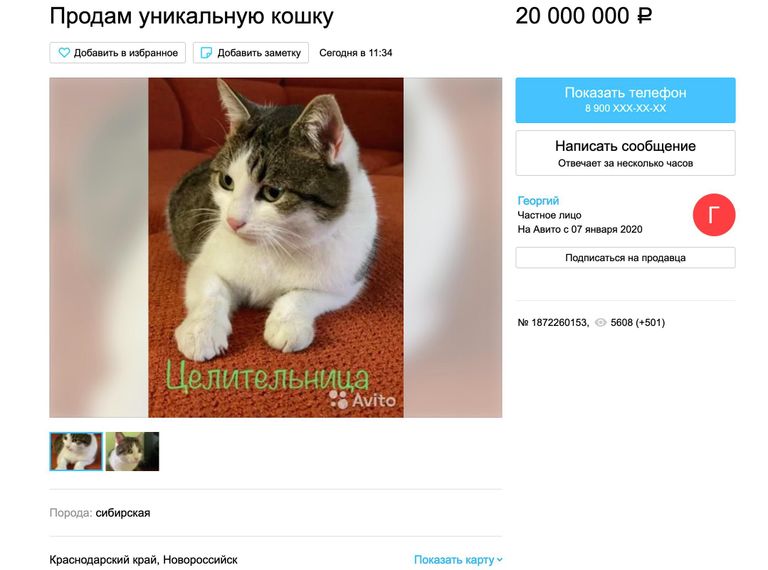 Объявление о продаже кошки, опубликованное на сайте Avito