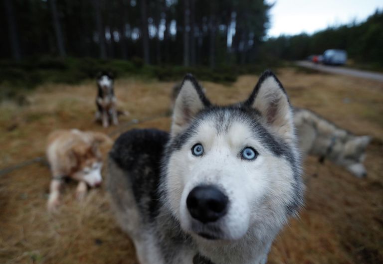Собаки породы хаски перед стартом ежегодной гонки на упряжках Aviemore Sled Dog Rally в Шотландии 