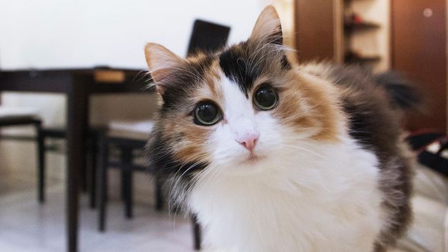 Кот на диване Кот на диване