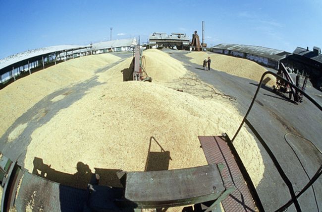 Урожай зерна на элеваторе. Архив