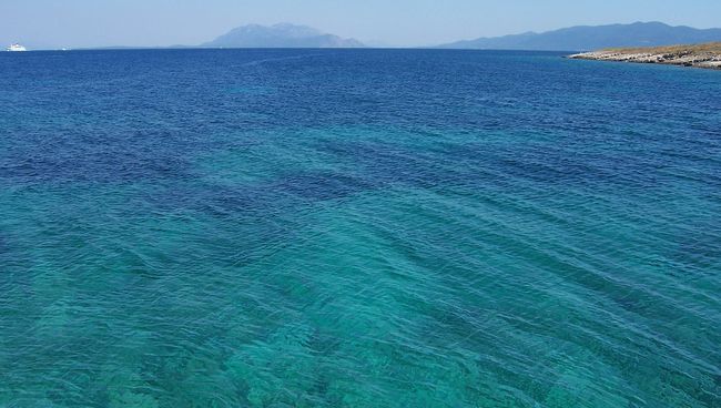 Раковины морских микроорганизмов стали тоньше - ученые Раковины морских микроорганизмов стали тоньше - ученые