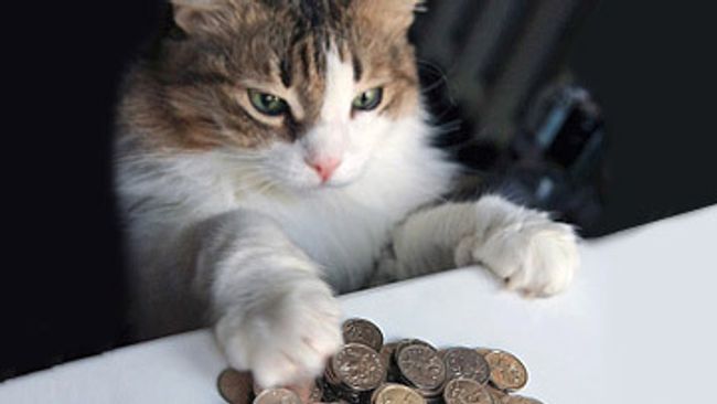Кошка Кошка