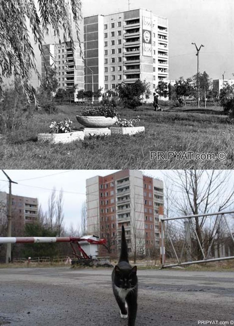 Вокруг Чернобыля сложилось немало легенд. Все горячо обсуждали появление в зоне отчуждения крыс, перегрызающих железные прутья, и всевозможных мутантов. Судя по этому снимку - все это домыслы. Вокруг Чернобыля сложилось немало легенд. Все горячо обсуждали появление в зоне отчуждения крыс, перегрызающих железные прутья, и всевозможных мутантов. Судя по этому снимку - все это домыслы.