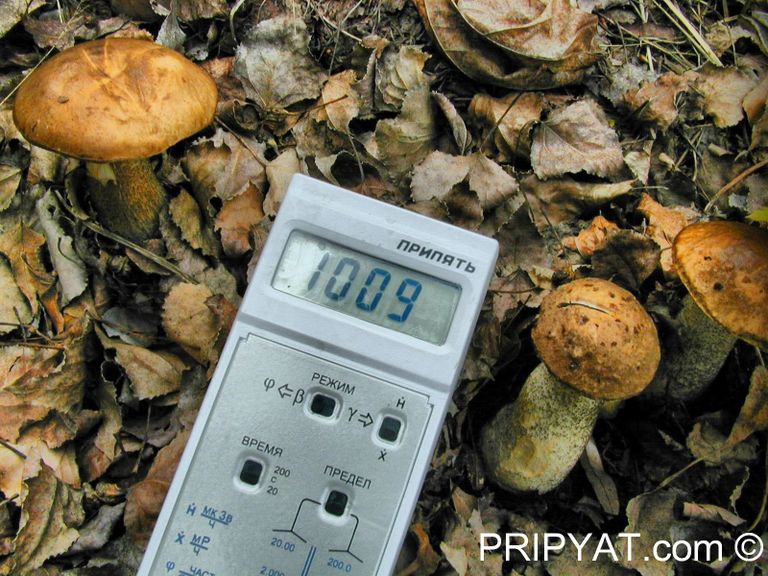 Была загрязнена территория площадью 160 тысяч квадратных километров. Пострадали северная часть Украины, запад России и Белоруссия. В декабре 2000 года станция была остановлена. Была загрязнена территория площадью 160 тысяч квадратных километров. Пострадали северная часть Украины, запад России и Белоруссия. В декабре 2000 года станция была остановлена.