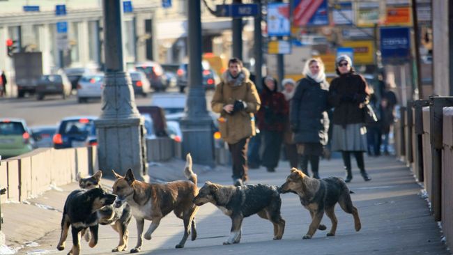 Бездомные собаки. Архив