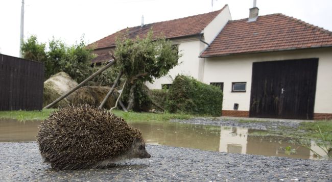 Ежик на одной из улиц города Jesenik nad Odrou, пострадавшего от наводнения, в Чехии Ежик на одной из улиц города Jesenik nad Odrou, пострадавшего от наводнения, в Чехии