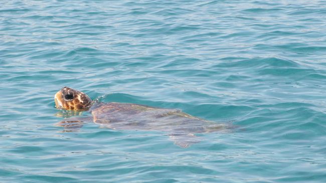 Морская черепаха Caretta Caretta.