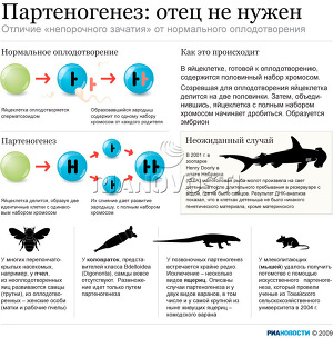Партеногенез: отец не нужен