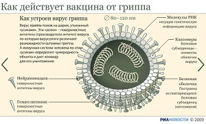 Как действует вакцина