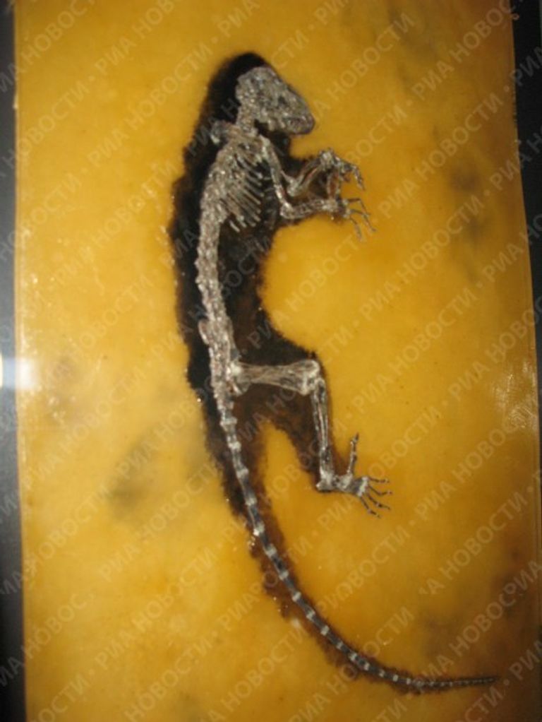 Останки древнейшего млекопитающего в Американском музее естествознания Останки древнейшего млекопитающего в Американском музее естествознания