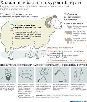 Халяльный баран на Курбан-байрам