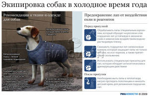 Экипировка собак в холодное время года