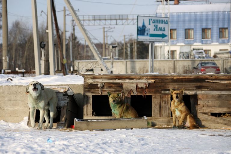 В Екатеринбурге стая бродячих собак позеленела В Екатеринбурге стая бродячих собак позеленела