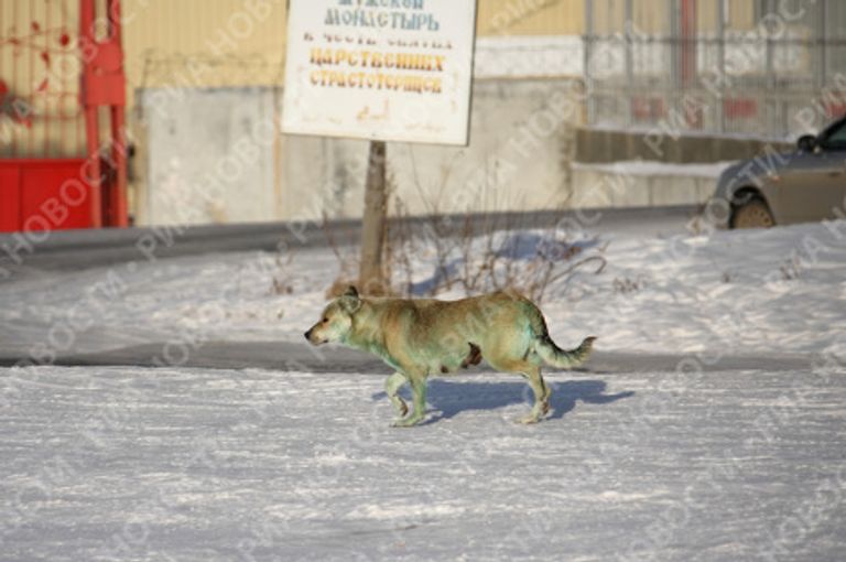 В Екатеринбурге стая бродячих собак позеленела В Екатеринбурге стая бродячих собак позеленела