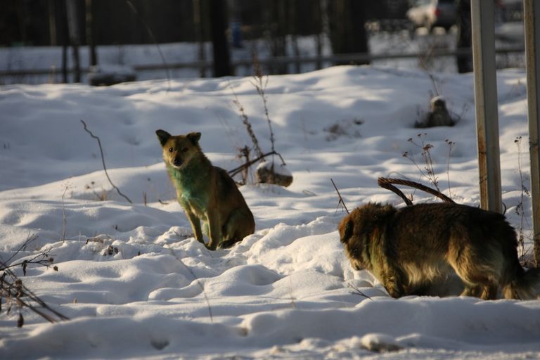 В Екатеринбурге стая бродячих собак позеленела В Екатеринбурге стая бродячих собак позеленела