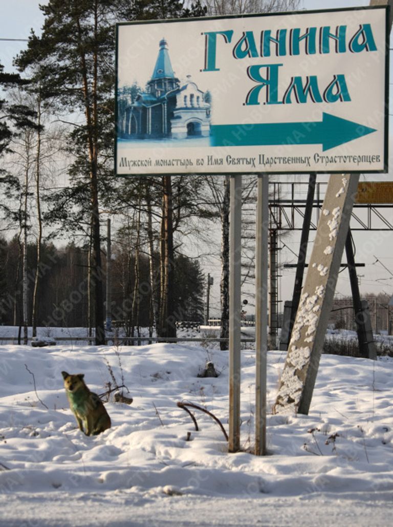 В Екатеринбурге стая бродячих собак позеленела В Екатеринбурге стая бродячих собак позеленела