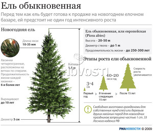 Ель обыкновенная