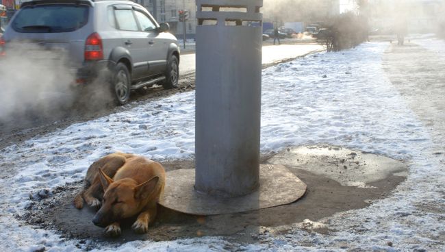 Бродячие собаки греются в морозную погоду. Архивное фото