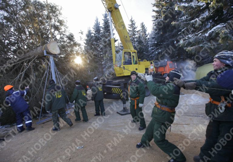 Главная новогодняя ель России спилена на территории лесничества в Московской области Главная новогодняя ель России спилена на территории лесничества в Московской области
