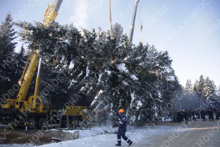Главная новогодняя ель России спилена на территории лесничества в Московской области Главная новогодняя ель России спилена на территории лесничества в Московской области