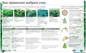 Как правильно выбрать елку