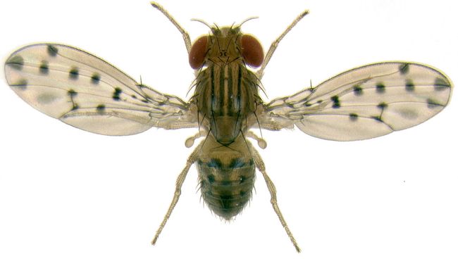 Муха Drosophila guttifera. Архивное фото