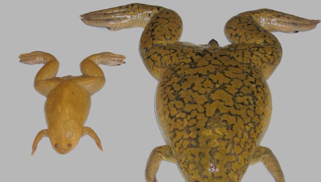 Xenopus tropicalis (слева) и Xenopus laevis (справа) Xenopus tropicalis (слева) и Xenopus laevis (справа)