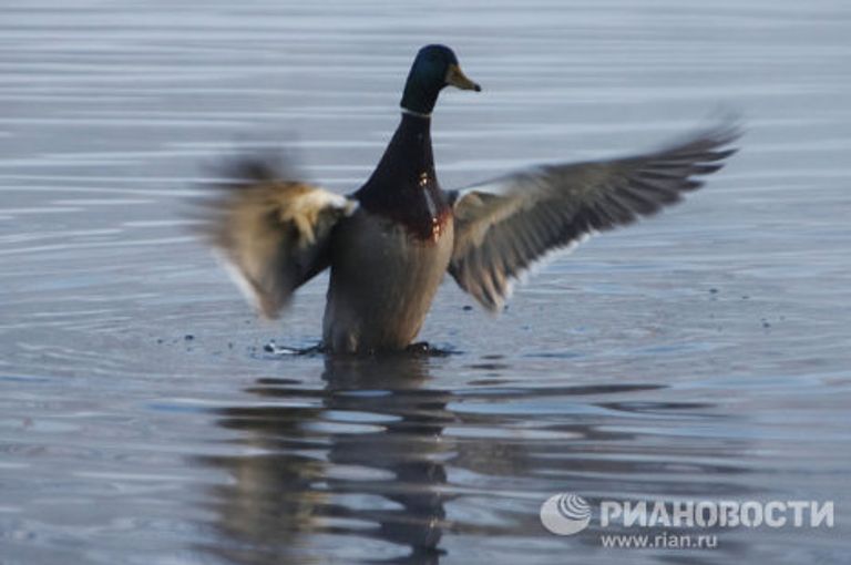 Утка у незамерзающего притока реки Исеть Утка у незамерзающего притока реки Исеть