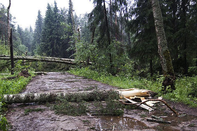 Повалены деревья во время бури Повалены деревья во время бури