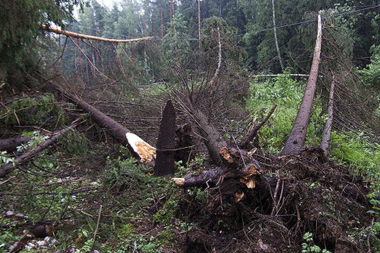 Повалены деревья во время бури Повалены деревья во время бури