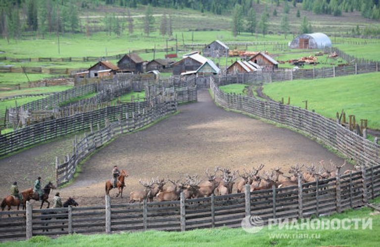 Мараловодческая ферма в республике Алтай Мараловодческая ферма в республике Алтай