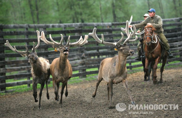 Мараловодческая ферма в республике Алтай Мараловодческая ферма в республике Алтай