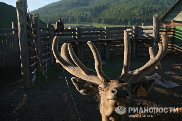 Мараловодческая ферма в республике Алтай Мараловодческая ферма в республике Алтай