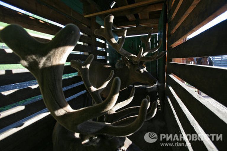 Мараловодческая ферма в республике Алтай Мараловодческая ферма в республике Алтай