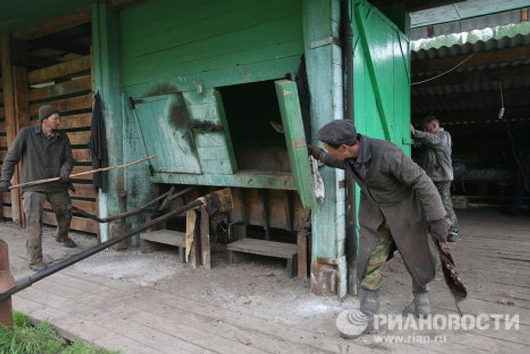 Мараловодческая ферма на Алтае Мараловодческая ферма на Алтае