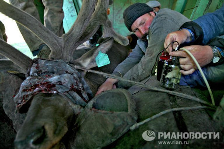 Мараловодческая ферма в республике Алтай Мараловодческая ферма в республике Алтай