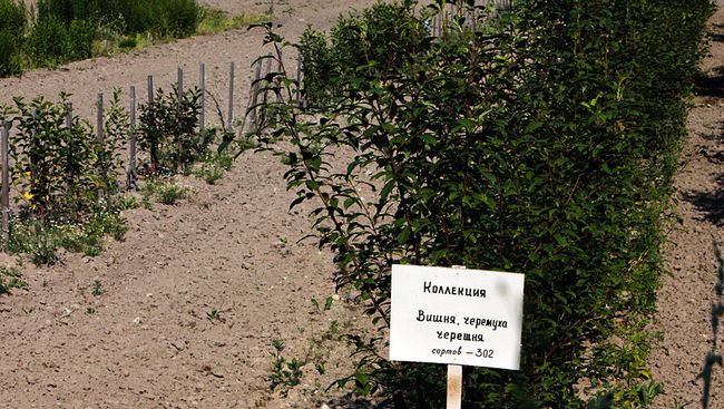 Павловская опытная станция. Архив