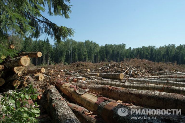 Вырубка Химкинского леса началась в районе аэропорта Шереметьево Вырубка Химкинского леса началась в районе аэропорта Шереметьево