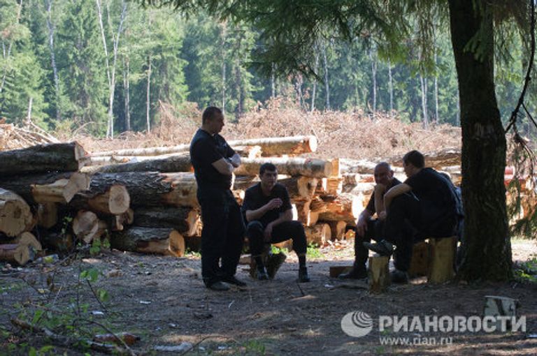 Вырубка Химкинского леса началась в районе аэропорта Шереметьево Вырубка Химкинского леса началась в районе аэропорта Шереметьево