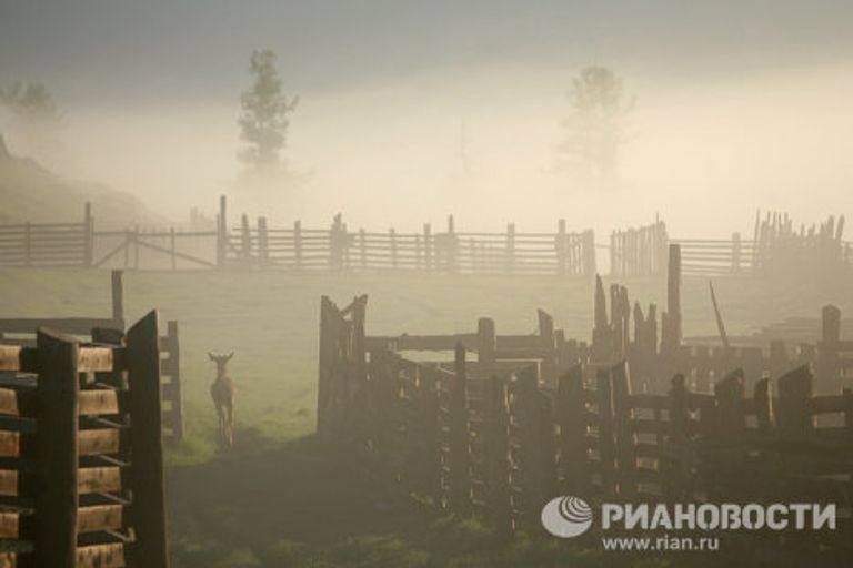 Мараловодческая ферма в республике Алтай Мараловодческая ферма в республике Алтай