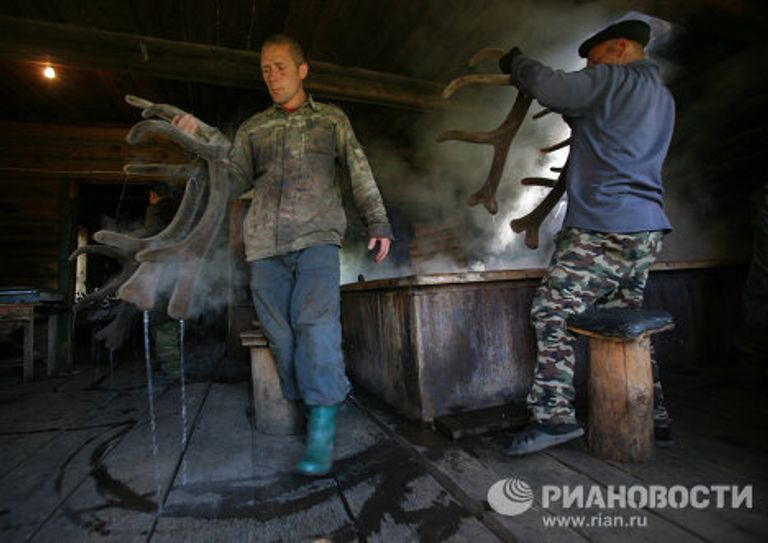 Мараловодческая ферма в республике Алтай Мараловодческая ферма в республике Алтай